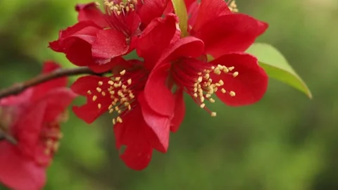 Close-up red flowers of a tree in the garden Video stock 186195941