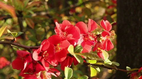Close-up red flowers of a tree in the garden Video stock 186937254