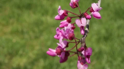 Close-up red flowers of a tree in the garden Stock Footage 188857651
