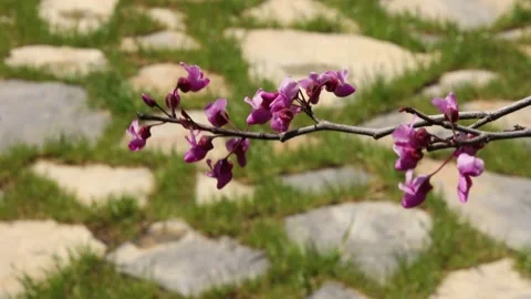 Close-up red flowers of a tree in the garden Stock Footage 188869022