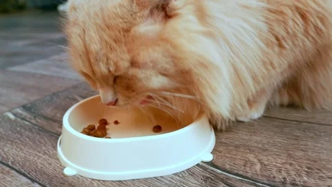 Close-up of a red fluffy cat eating food from a plate. a ginger cat eats cat 스톡 동영상 289238080