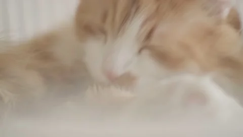 Close-up of a red fluffy cat, experiencing happiness and peace, licking his paws Stock Footage 152810535
