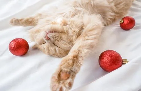 Close-up of a red fluffy cat sleeping on its back in a white bed with red C.. Foto stock