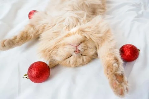 Close-up of a red fluffy cat sleeping on its back in a white bed with red C.. Stock Photos