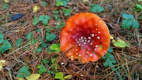 Close-up of a red fly agaric in the forest. Stock Footage 143584701