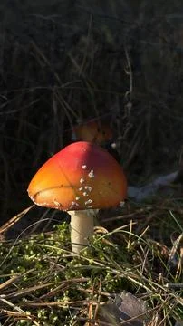 A close-up of a red Fly Agaric mushroom in an autumn forest. Stock Photos