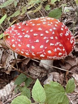 Close Up of Red Fly Agaric Mushroom with White Spots Stock Photos