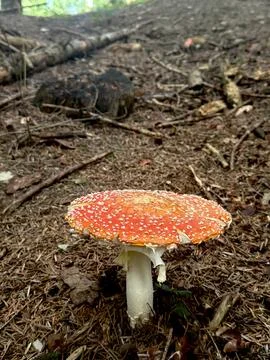 Close Up of Red Fly Agaric Mushroom with White Spots. 库存照片
