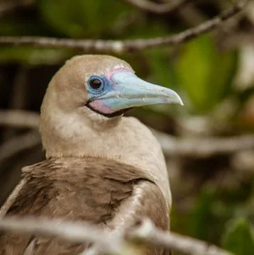 Close up of Red Footed Booby Stock Photos