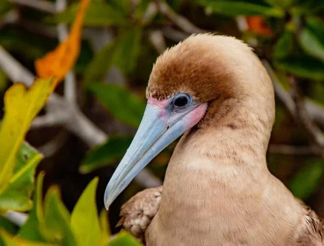 Close up of Red Footed Booby Foto stock