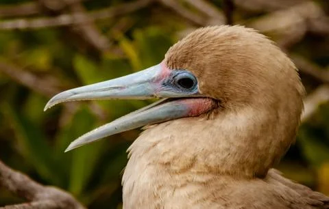 Close up of Red Footed Booby Stock Photos
