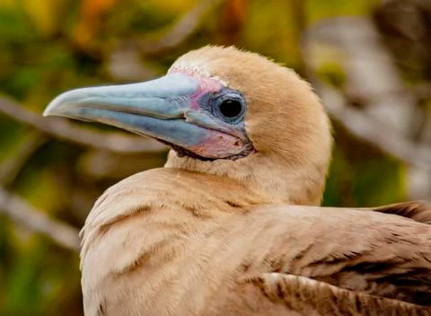 Close up of Red Footed Booby Foto stock
