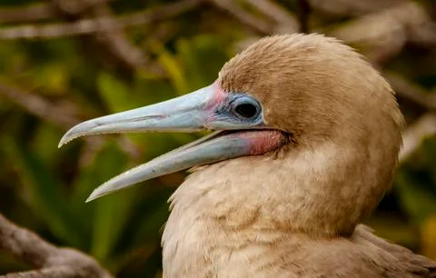 Close up of Red Footed Booby Stock-Fotos