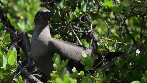 Close up Red-footed Booby (Sula sula) in a Red Mangrove Tree (Rhizophora Stock Footage 141892005