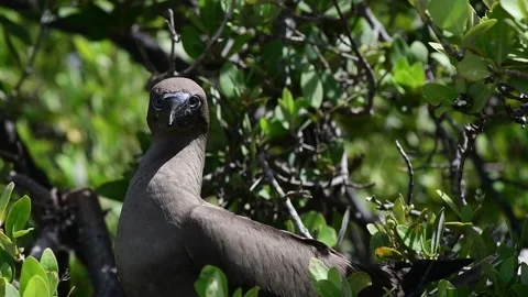 Close up Red-footed Booby (Sula sula) in a Red Mangrove Tree (Rhizophora Stock Footage 141892168
