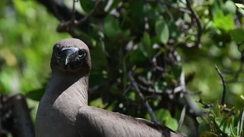 Close up Red-footed Booby (Sula sula) in a Red Mangrove Tree (Rhizophora Stock Footage 141892395