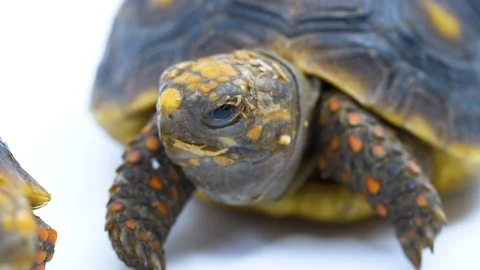 Close up red footed tortoise front view on white Stock Footage 91826984