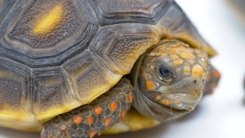Close up red footed tortoise looks at camera on white Stock-Footage 91826976