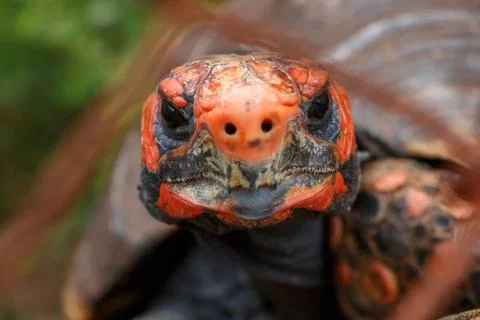 Close-up of red-footed tortoise Stock Photos