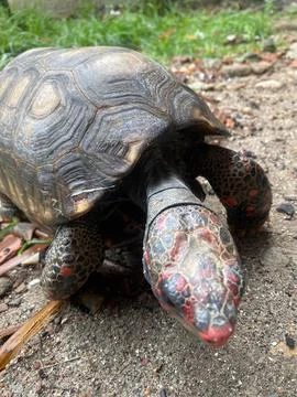 Close-up of red-footed tortoise Fotos de archivo