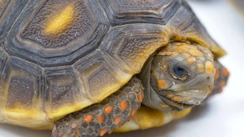 Close up red footed tortoise on white Stock Footage 91898823