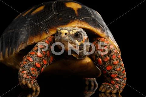 Close-up of Red-footed tortoises, Chelonoidis carbonaria, Isolated black Stock Photos