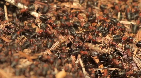 Close up of red forest ants on an anthill Stock Footage 39467078