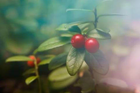 Close-up of a red forest berry Foto stock