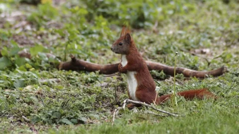 Close up of a red forest squirrel looking around for food finding a nut to gnaw Stock-Footage 131029293