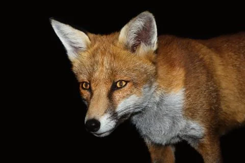 Close up of a Red fox against black background Stock Photos