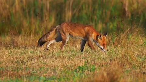 Close Up red fox Stock Footage 117405019