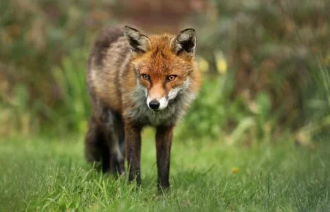 Close up of a red fox in the garden Stock Photos