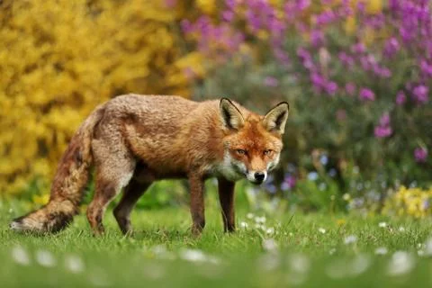 Close up of a red fox in the garden Stock Photos