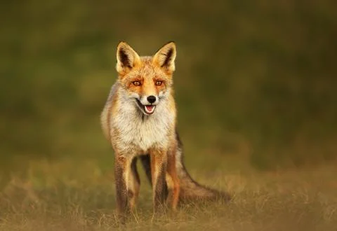 Close up of a Red fox in grass Stock Photos