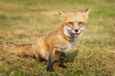 A close up of a Red Fox in the grass Stock Photos