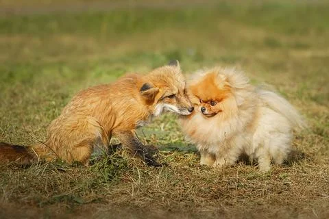 A close up of a Red Fox in the grass Stock Photos