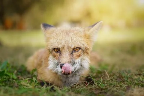 A close up of a Red Fox in the grass Stock Photos