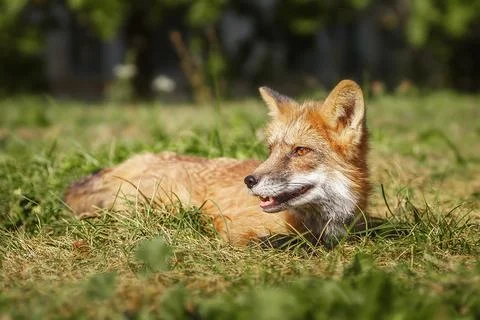 A close up of a Red Fox in the grass Stock Photos