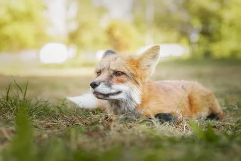 A close up of a Red Fox in the grass Stock Photos