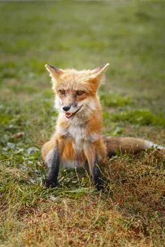 A close up of a Red Fox in the grass Stock Photos