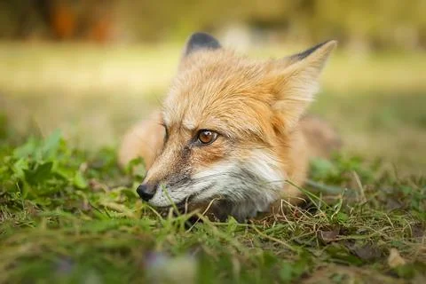 A close up of a Red Fox in the grass Stock Photos