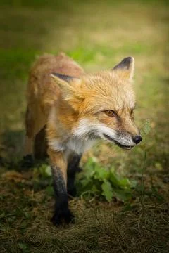 A close up of a Red Fox in the grass Stock Photos