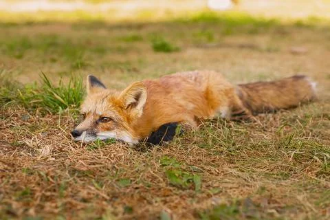 A close up of a Red Fox in the grass Stock Photos