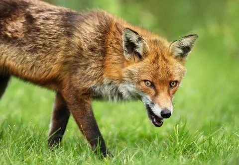 Close up of a red fox on the grass in summer Stock Photos