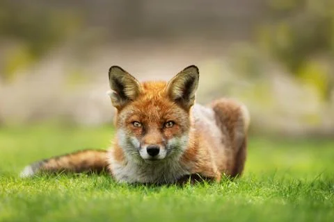 Close up of a red fox laying on grass Stock Photos