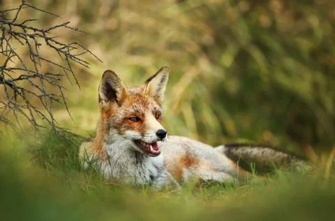Close up of a red fox laying on grass Stock Photos