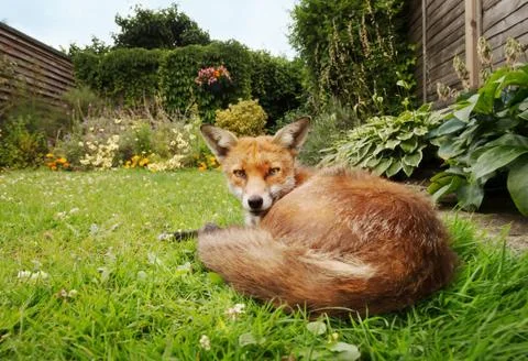 Close up of a red fox lying in the back garden Stock Photos