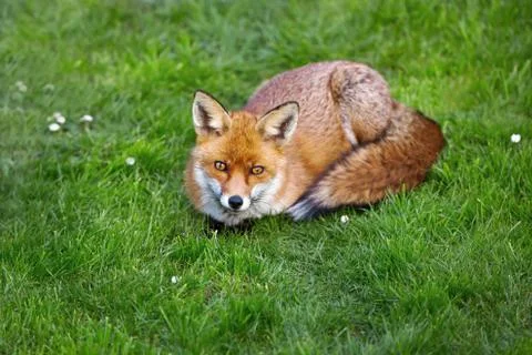 Close up of a red fox lying on the grass Stock Photos