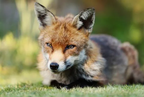 Close up of a red fox lying on the grass Stock Photos