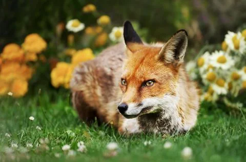 Close up of a red fox lying on grass Stock Photos